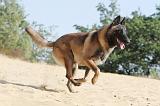 MALINOIS 155